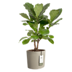 eden 30cm sanftes Taupe